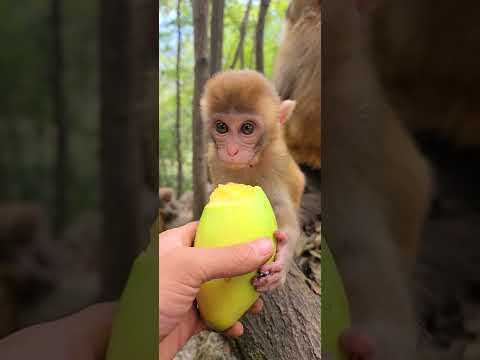 Pitiful Abandoned Adorable Monkeys Life 897 