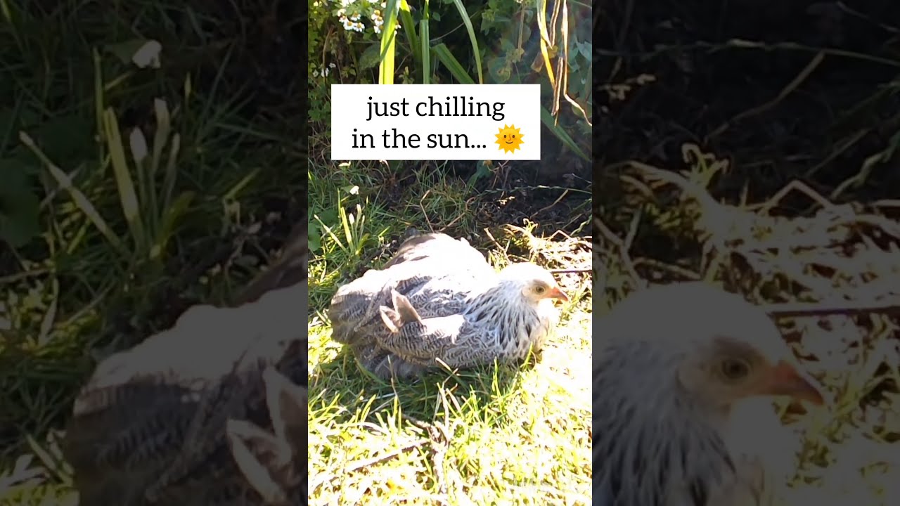 BABY CHICK nap time... 🐥🌞