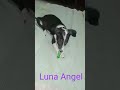 Biscuit cover playing  luna angel   please subscribe 