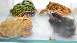 hamsters are the perfect treat for pacman frogs【WARNING LIVE FEEDING】