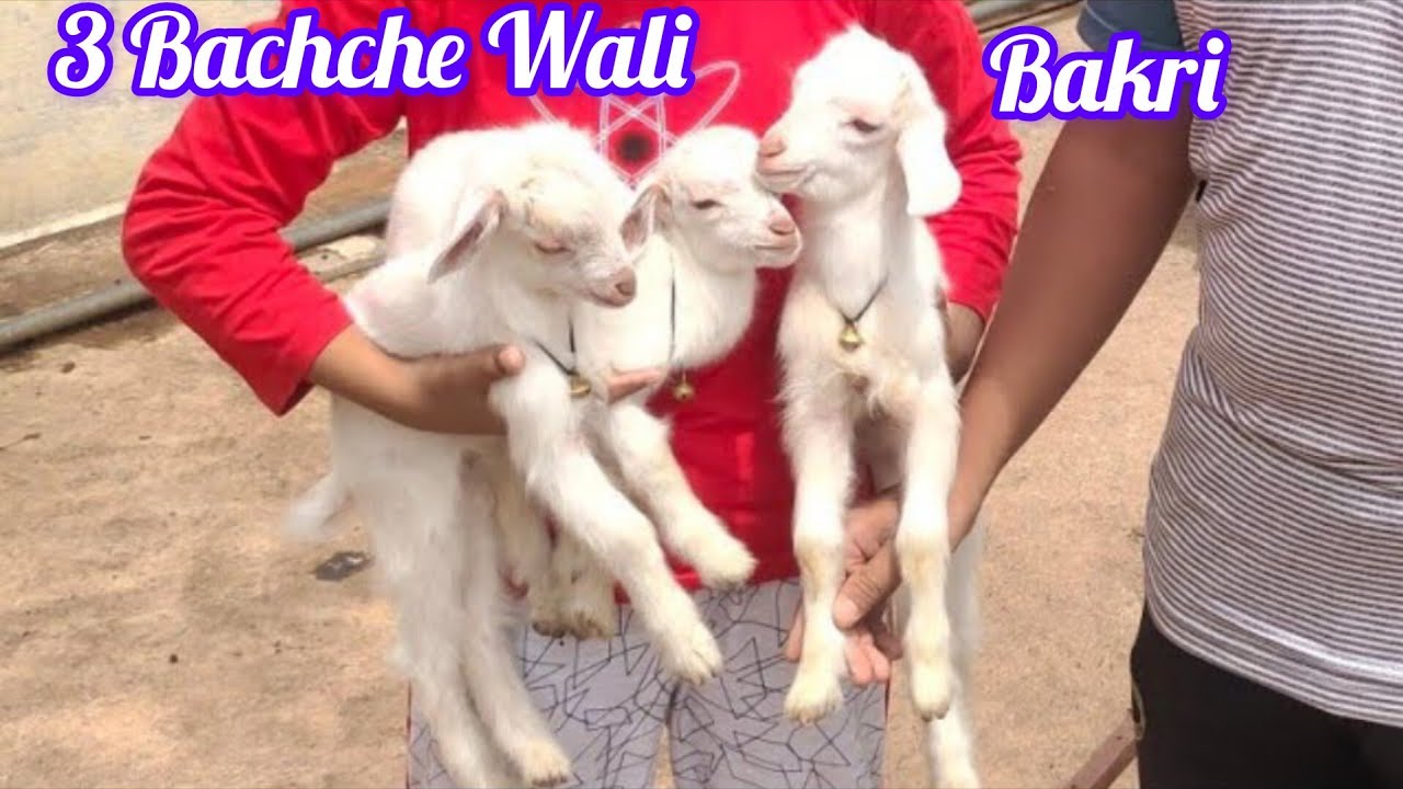 3 bachche wali bakri available in Hyderabad chandrayangutta | bantam
