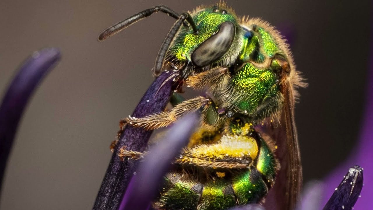 2025 EIC Pollinator Photo Contest at UM-Dearborn's Environmental Interpretive Center