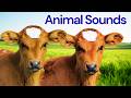 Baby Animal Sounds | Animal sounds for Kids | Calf, Lamb, Foal, Puppy, Chick #babyanimals