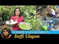 Garden vegetables steffi ulagam  harvesting vegetgables from home garden in tamil