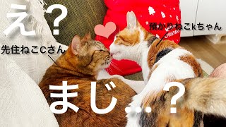 ぶひゃー！ちゅーしてるんですけどぉぉぉぉ💓しかし…新人猫がご飯、食べなくなりました…｜34~35日目【保護猫活動】