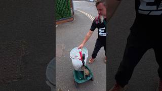 recent walking bin moments? yeah course