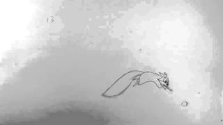 squirrel and nut animation squirrel and nut animation