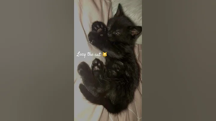 Video 11761241: cats funnycats meow, cat meowing funny, cat funnycats cute