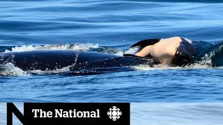 Endangered orca keeping dead calf afloat