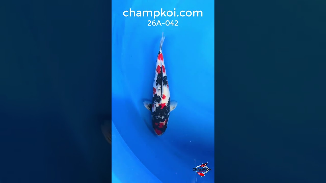 26A-042: 43cm Hoshikin Showa | ChampKoi - Champion Nishikigoi