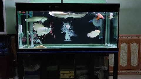 Bể cá rồng cộng đồng siêu đẹp