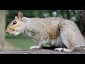 Teeth Chattering Squirrel Close Up