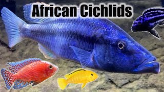 Keeping African Cichlids | 10 Tips You Should Know