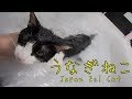 ながぁ～い、うなぎねこ - Wet Long cat is Long -
