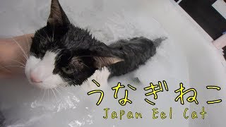 Japan Eel Cat  Wet Long cat is Long