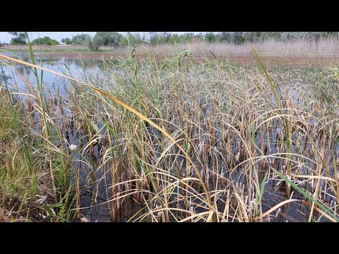 Оренда водойми. Боремося з очеретом. Перші результати.