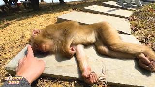 Dad always cares, even when Monkey Kaka is sleeping. Net Worth