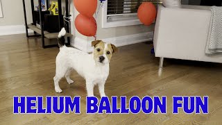 Henry the Jack Russell Terrier Dog Gently Plays with Helium Balloons