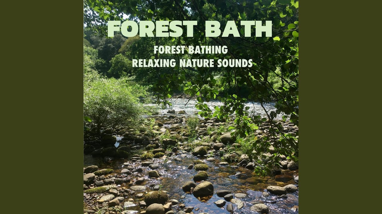 Forest Bathing: Mountain Stream - YouTube Music