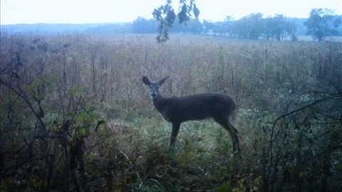mock scrape big bucks