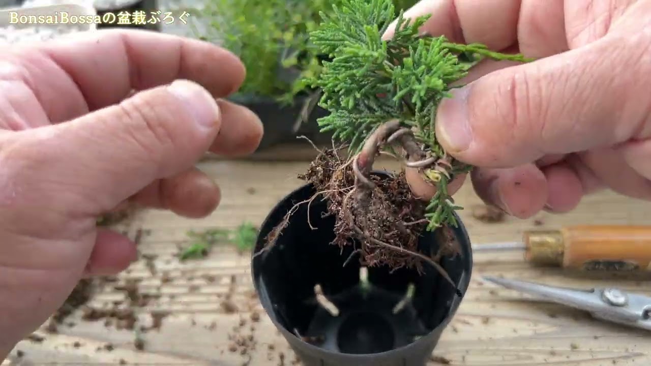挿し木の鉢上げ #盆栽 #bonsai