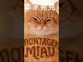 歯磨き粉みゃおみゃおの本家 歯磨き粉みゃおみゃお 猫 歌 本家