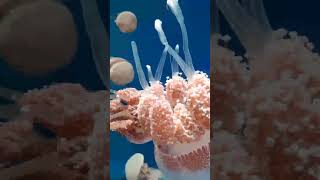 لسعة قنديل_البحر السام وطريقة علاجها jellyfish jellyfishfacts