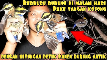CIDUK BANYAK BURUNG PANCAWARNA DI MALAM HARI