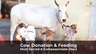 Cow Donation & Feeding – Most Sacred & Compassionate Deed