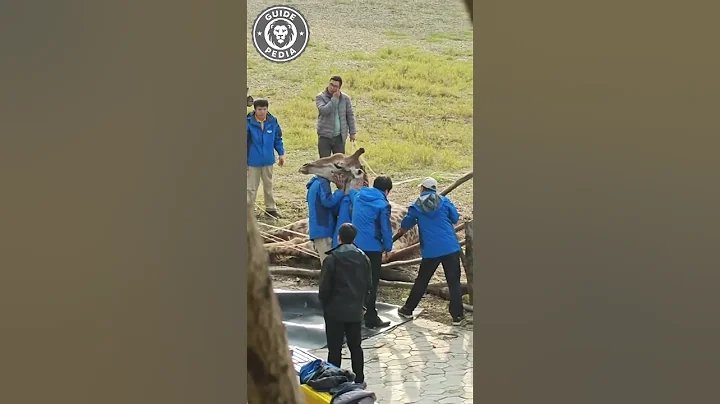 😱 Why Giraffes Are Actually MORE Dangerous Than Lions (You Won't Believe #3)