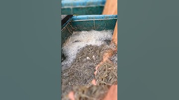 Kích bắt cá vuông tôm lên hàng đẹp #shorts