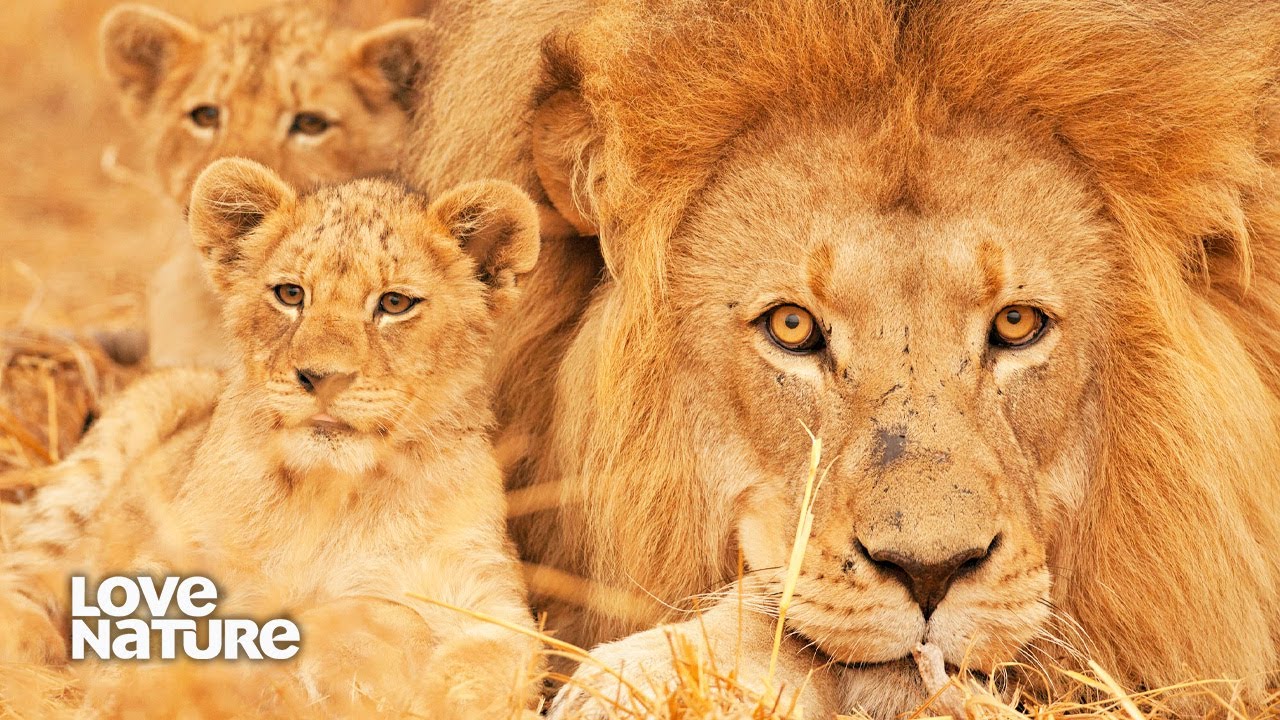 Cubs Meet Their Lion King Father For The First Time | Wildlife Icons Ep101
