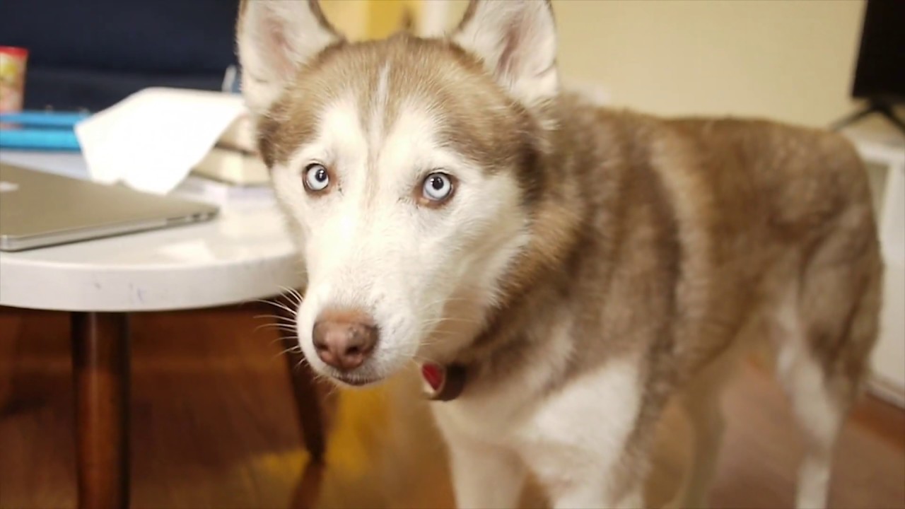 Laika the Husky says \