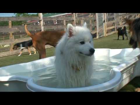 lucy-p.---wagsworth-manor