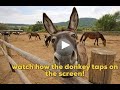 International donkey week  raising awareness for donkeys