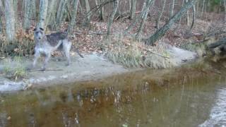 Scottish deerhound jump high