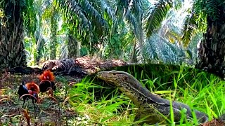 LAGI MIKAT AYAM HUTAN !! MALAH BIAWAK INI MUNCUL