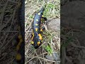 NASA Maskota MRLJEVICKI KROKODIL 2
