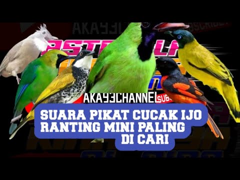 suara pikat cucak ranting ribut cucak ijo mini yang sering di pikat orang @Astrellakinandyaalainachannel