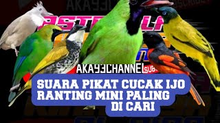 suara pikat cucak ranting ribut cucak ijo mini yang sering di pikat orang @aka93channel