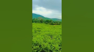 Save tree #tree #shortsfeed