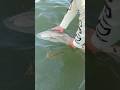 My man Robert got on his PB 28.5 inch Redfish! Sanibel trip a success!