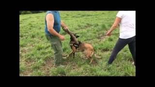 Malinois À Lattaque