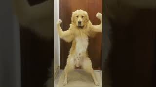 Granny Ke Doggy Ka Dance - Cute Dog