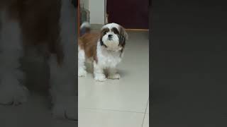 Happy 😃 #top10 #song #youtubecontent #festival #viralvideo