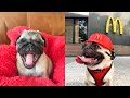 Funniest and Cutest Pug Dog Videos Compilation  - Try Not To Laugh Watching Funny Pug Videos