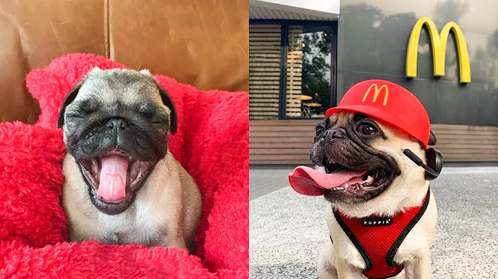 Funniest and Cutest Pug Dog Videos Compilation  - Try Not To Laugh Watching Funny Pug Videos