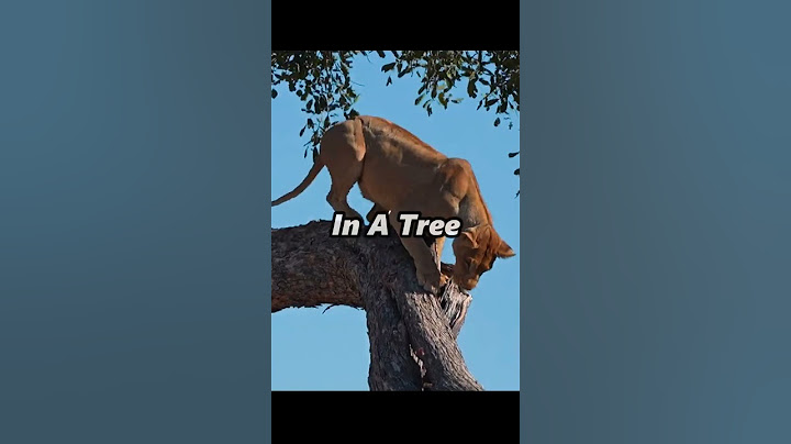 LION Uncovers HIDDEN LEOPARD Cub in Tree! #lion #leopard #hunting #animals