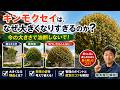 キンモクセイは、なぜ大きくなりすぎるのか?