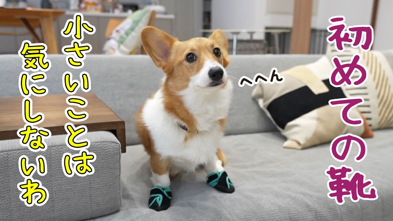 手乗りサイズのコーギーさん♪ Corgi shows off his adaptability by trying on new shoes for the